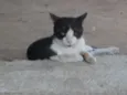 Cães e gatos mestiç