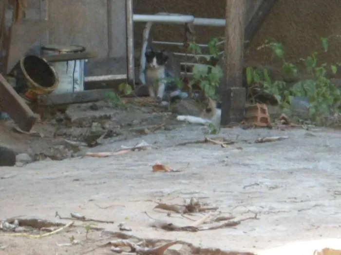 Gato ra a mestiços e sem raça definida idade  nome Cães e gatos mestiç
