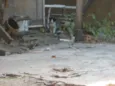 Cães e gatos mestiç