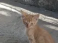 Cães e gatos mestiç