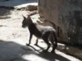 Cães e gatos mestiç