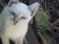 Cães e gatos mestiç