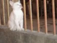 Cães e gatos mestiç