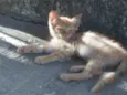 Cães e gatos mestiç