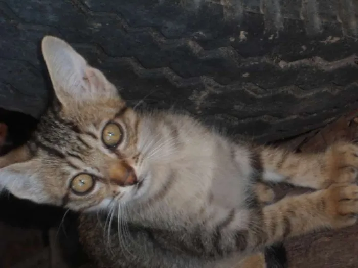 Gato ra a mestiços e sem raça definida idade  nome Cães e gatos mestiç