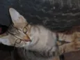 Cães e gatos mestiç