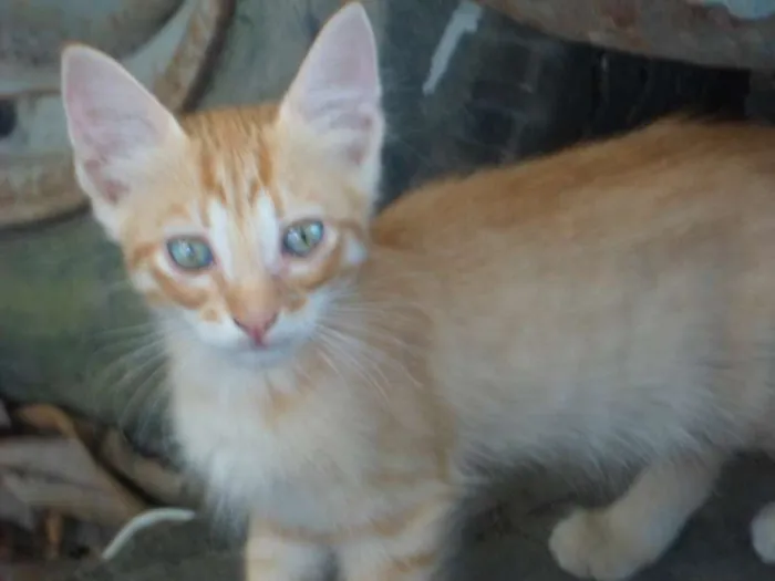Gato ra a mestiços e sem raça definida idade  nome Cães e gatos mestiç