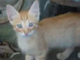 Cães e gatos mestiç