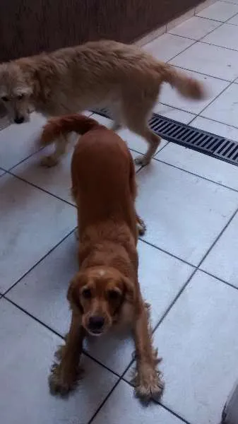 Cachorro ra a coker dourada idade 1 ano nome Lylla