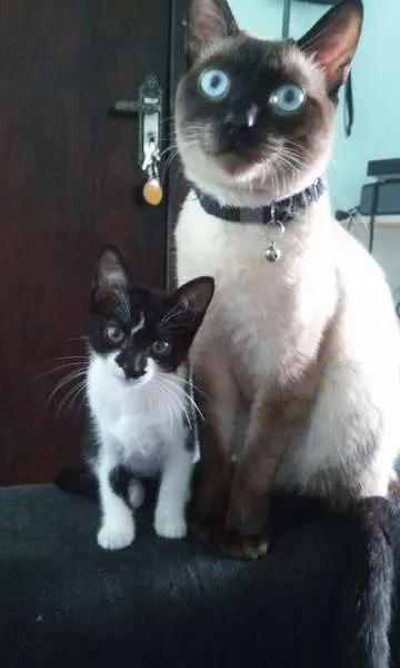 Gato raça Vira-lata idade 2 a 6 meses nome Ariel