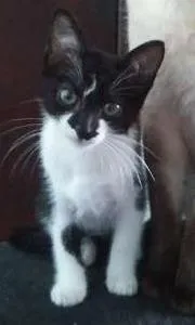 Gato raça Vira-lata idade 2 a 6 meses nome Ariel