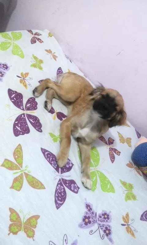 Cachorro ra a srd idade 7 a 11 meses nome Jully