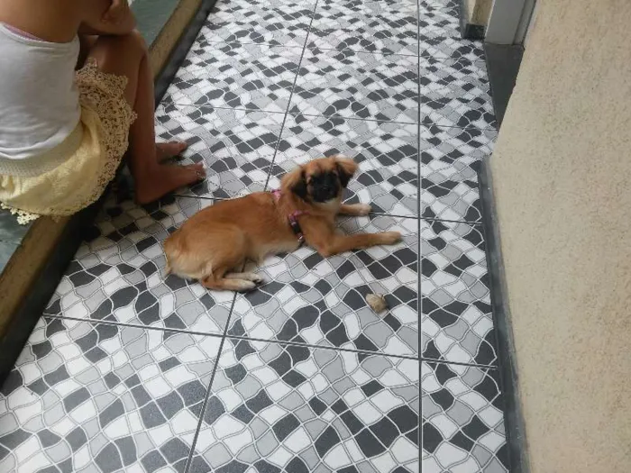 Cachorro ra a srd idade 7 a 11 meses nome Jully