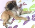 Jully