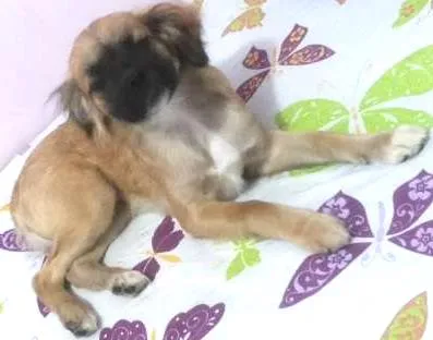Cachorro ra a srd idade 7 a 11 meses nome Jully