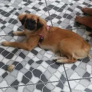 Cachorro ra a srd idade 7 a 11 meses nome Jully