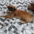Jully
