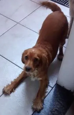 Cachorro ra a ccoker dourada idade 1 ano nome Lylla
