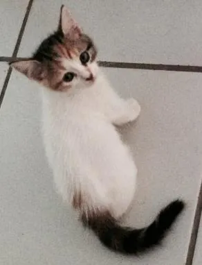 Gato raça  idade 2 a 6 meses nome Lyra