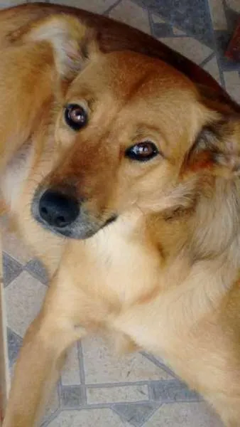 Cachorro raça SRD idade 2 anos nome Nina