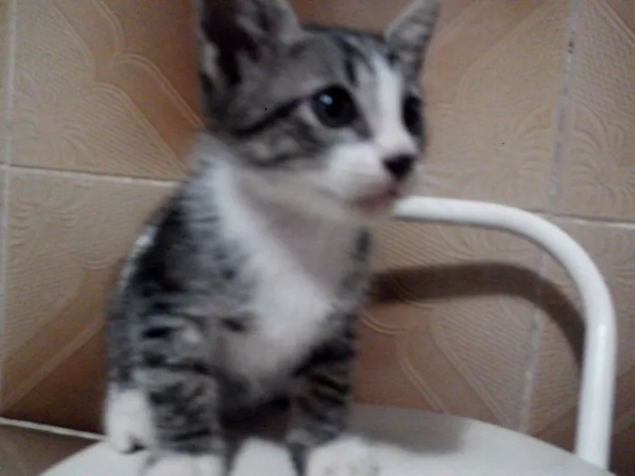 Gato ra a mistura idade Abaixo de 2 meses nome sem nome ainda