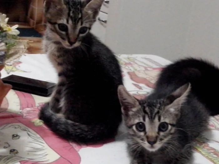 Gato ra a mistura idade Abaixo de 2 meses nome sem nome ainda