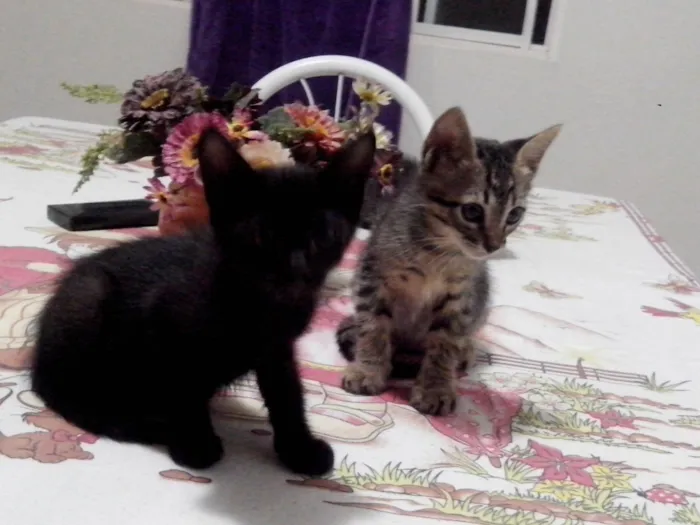 Gato ra a mistura idade Abaixo de 2 meses nome sem nome ainda