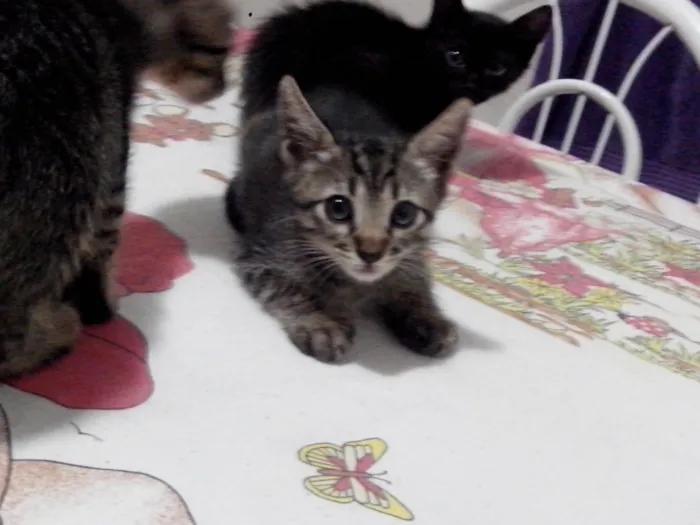 Gato ra a mistura idade Abaixo de 2 meses nome sem nome ainda