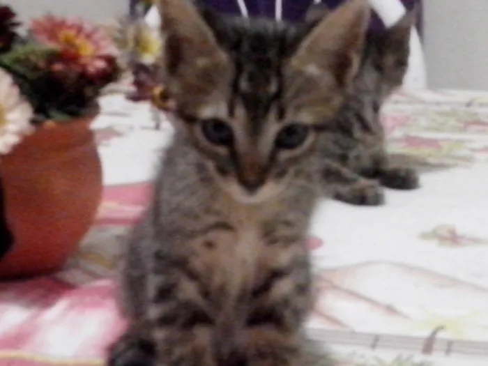 Gato ra a mistura idade Abaixo de 2 meses nome sem nome ainda