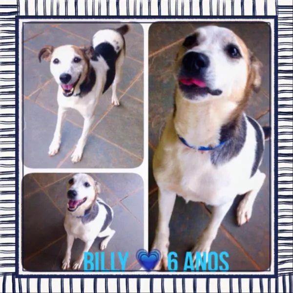 Cachorro ra a SRD idade 6 ou mais anos nome BILLY, um príncipe! 