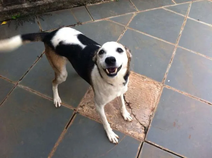 Cachorro ra a SRD idade 6 ou mais anos nome BILLY, um príncipe! 
