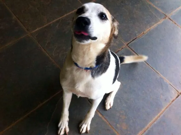 Cachorro ra a SRD idade 6 ou mais anos nome BILLY, um príncipe! 