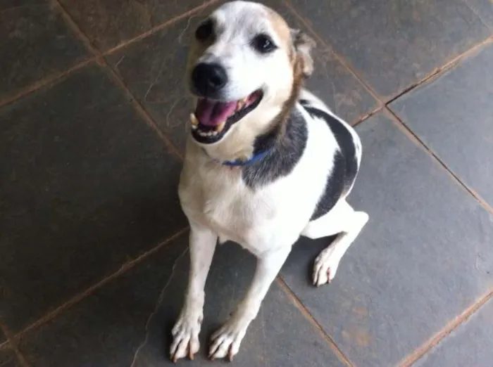 Cachorro ra a SRD idade 6 ou mais anos nome BILLY, um príncipe! 