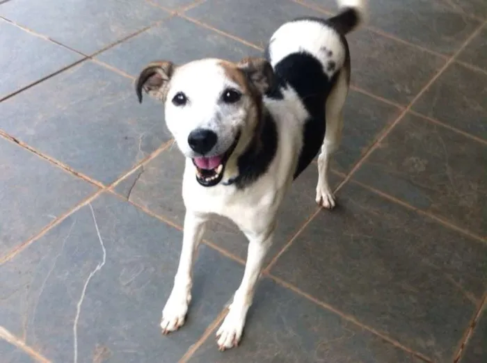Cachorro ra a SRD idade 6 ou mais anos nome BILLY, um príncipe! 