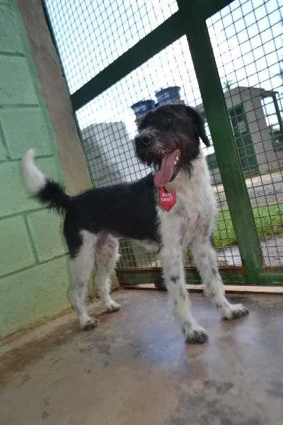 Cachorro ra a SRD idade 2 anos nome STITCH,  rapazinho 