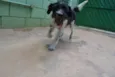 STITCH,  rapazinho 