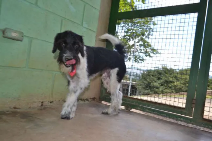 Cachorro ra a SRD idade 2 anos nome STITCH,  rapazinho 