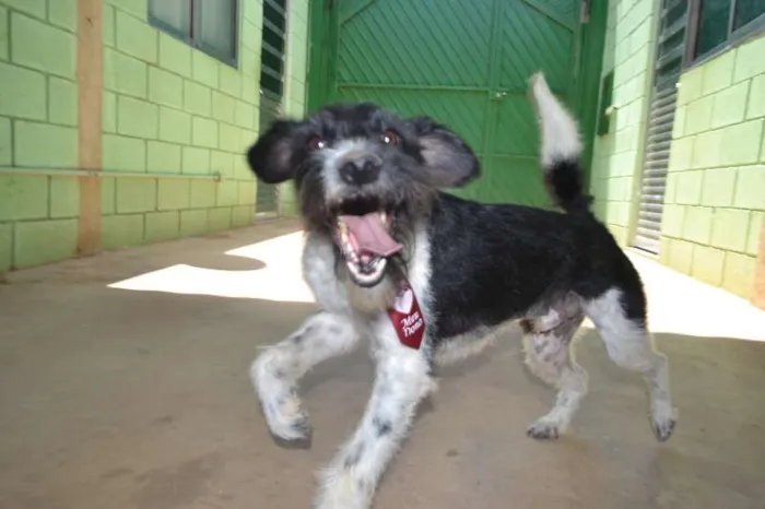 Cachorro ra a SRD idade 2 anos nome STITCH,  rapazinho 