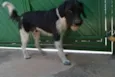 STITCH,  rapazinho 