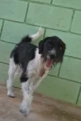 STITCH,  rapazinho 