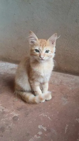 Gato ra a comum, siamês  idade 2 a 6 meses nome sem nomes ainda