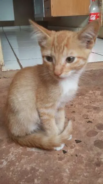 Gato ra a comum, siamês  idade 2 a 6 meses nome sem nomes ainda