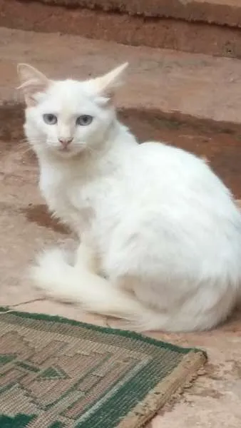 Gato ra a comum, siamês  idade 2 a 6 meses nome sem nomes ainda