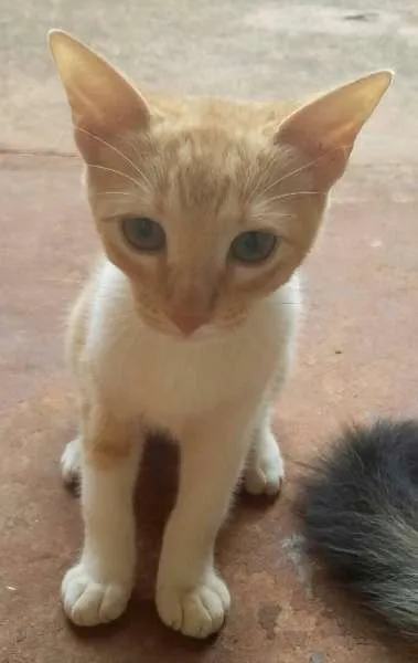 Gato ra a comum, siamês  idade 2 a 6 meses nome sem nomes ainda