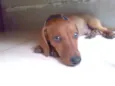 Bob