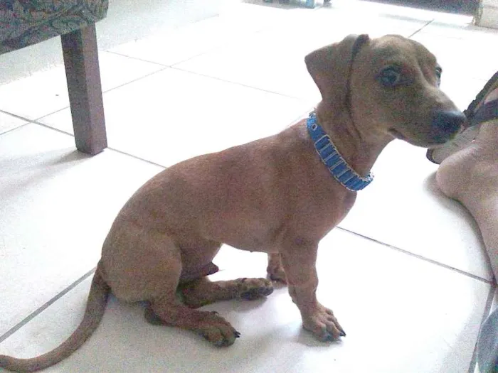 Cachorro ra a daschund tekel idade 2 a 6 meses nome Bob
