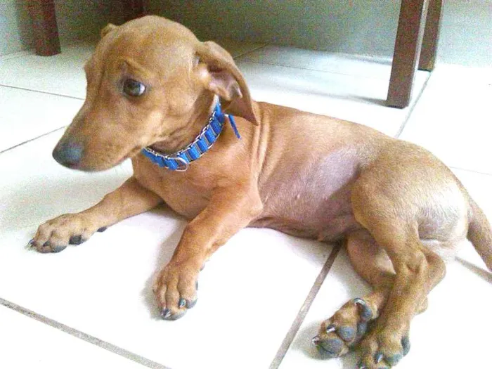 Cachorro ra a daschund tekel idade 2 a 6 meses nome Bob
