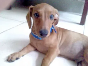 Cachorro raça daschund tekel idade 2 a 6 meses nome Bob
