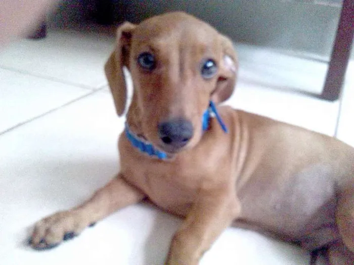 Cachorro ra a daschund tekel idade 2 a 6 meses nome Bob