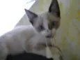 gatinha